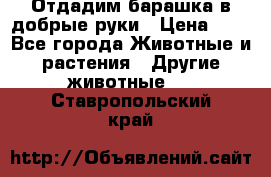 Отдадим барашка в добрые руки › Цена ­ 1 - Все города Животные и растения » Другие животные   . Ставропольский край